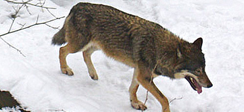 susi