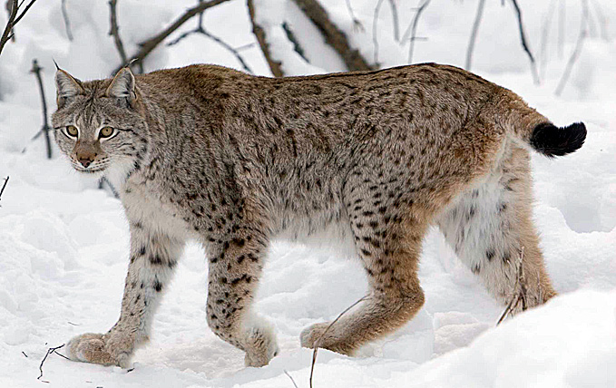 ilves