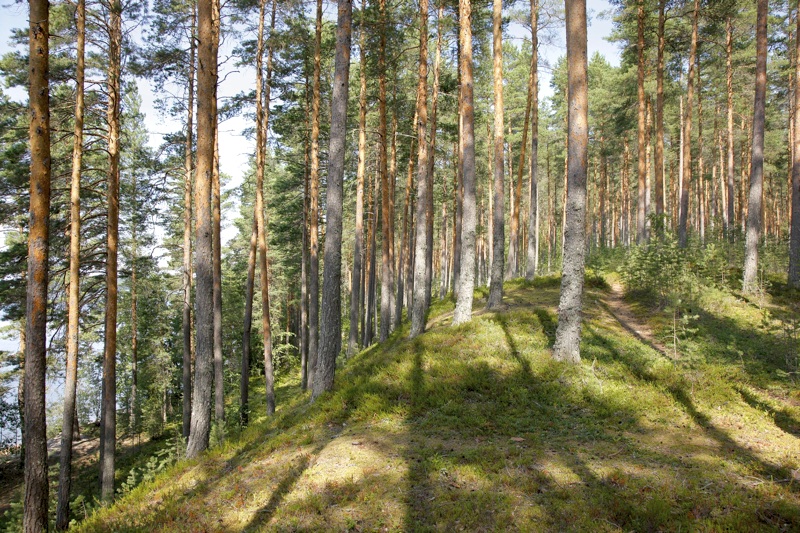 Komeaa-mäntymetsää-järven-rannalla