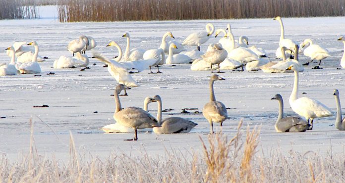 Joutsenia_Ponnenjärvellä 27122019_PH