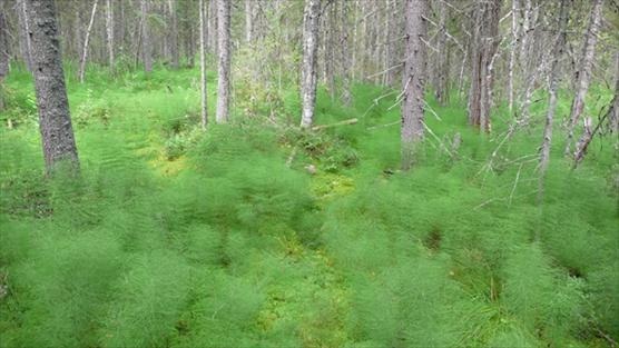 Metsäkortekorpi