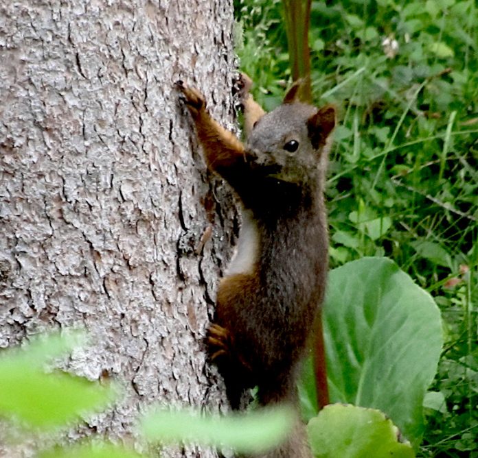 Musta orava