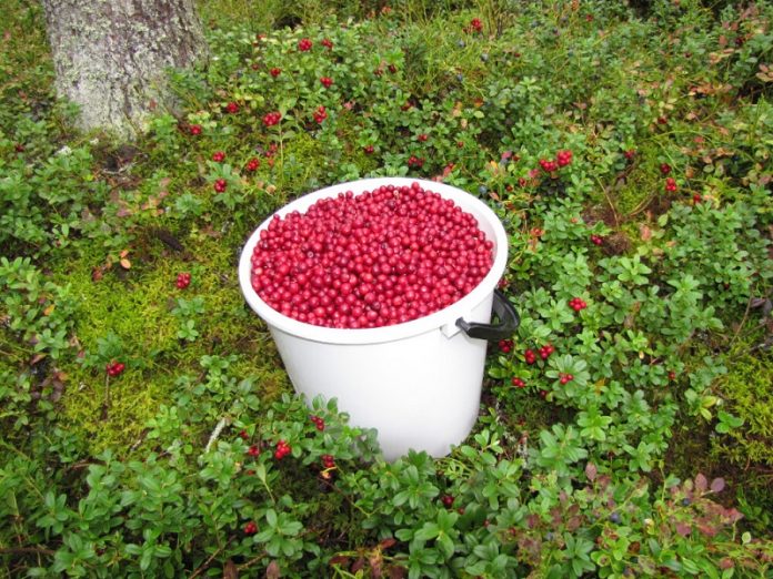 Puolukkasanko