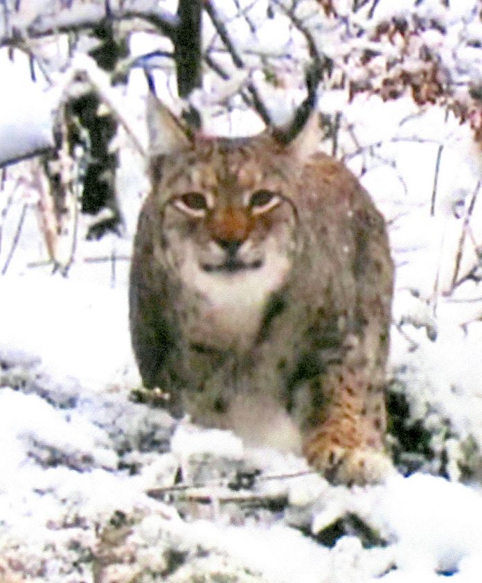 Ilves 2021_