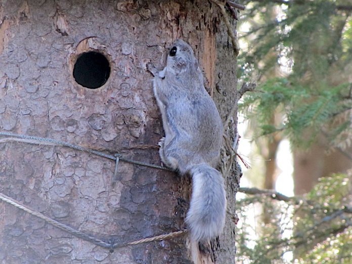 Liito-orava 2021 PH